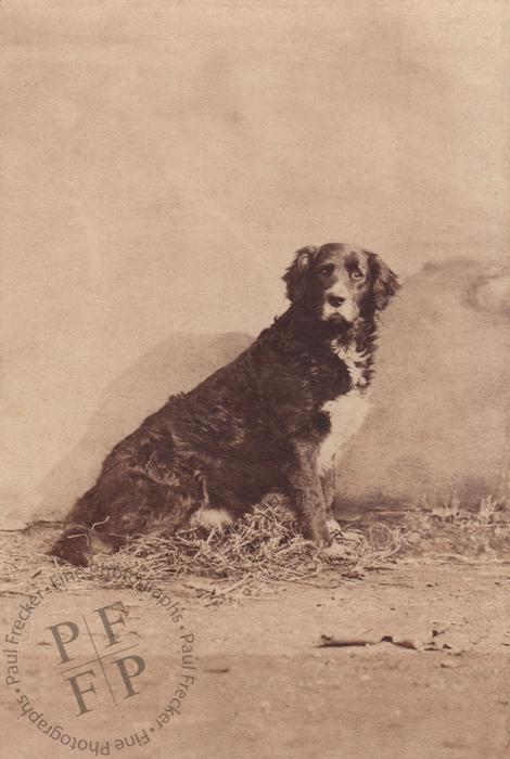 Mr Ker Seymer's dog