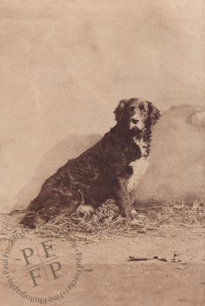 Mr Ker Seymer's dog